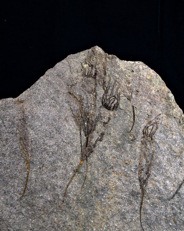 _DSC8525 Múltiples eocrinoideos