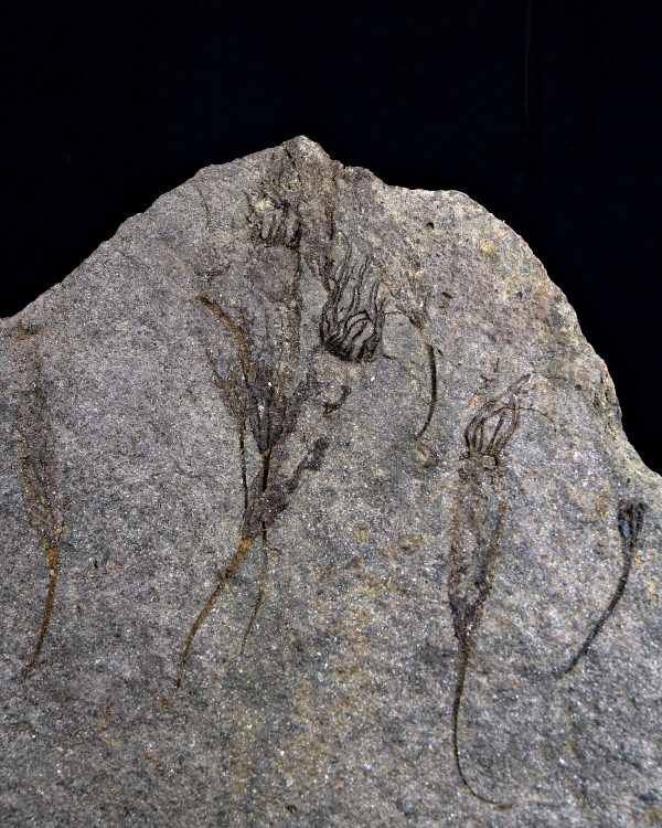 _DSC8527 Múltiples eocrinoideos