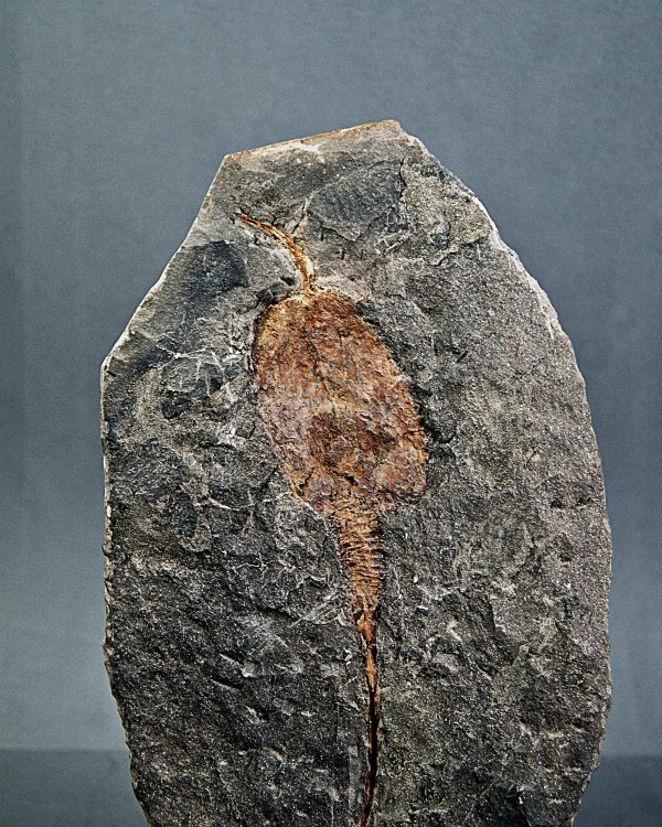 SONY DSC Carpoideo exclusivo