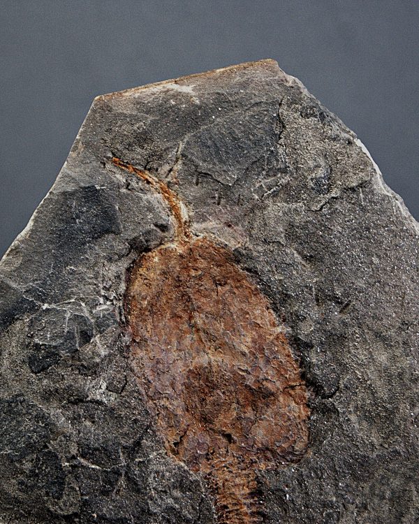 SONY DSC Carpoideo exclusivo