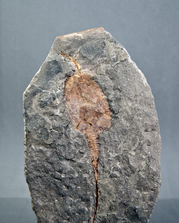 SONY DSC Carpoideo exclusivo