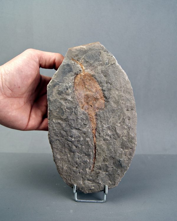 SONY DSC Carpoideo exclusivo