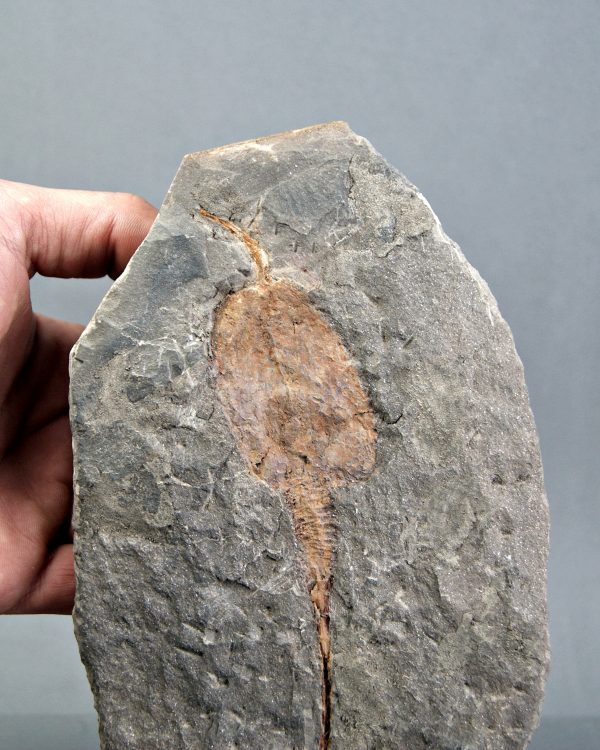 SONY DSC Carpoideo exclusivo