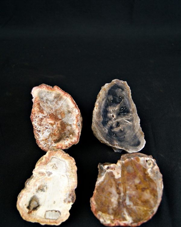 SONY DSC Colección de madera fósil (xilópalo)