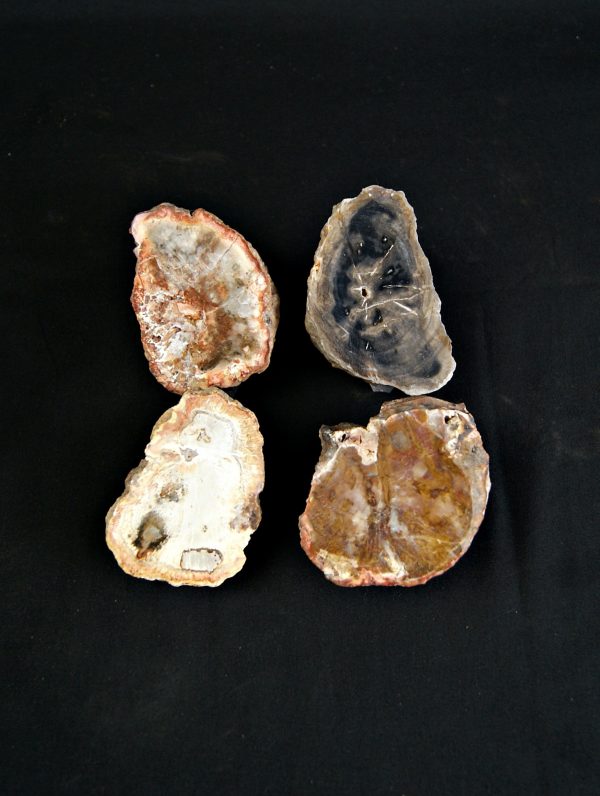 SONY DSC Colección de madera fósil (xilópalo)