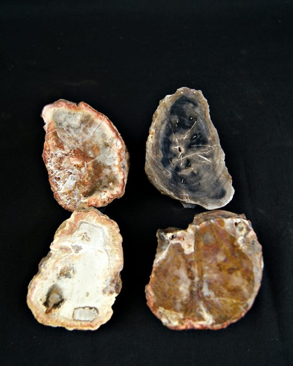 SONY DSC Colección de madera fósil (xilópalo)