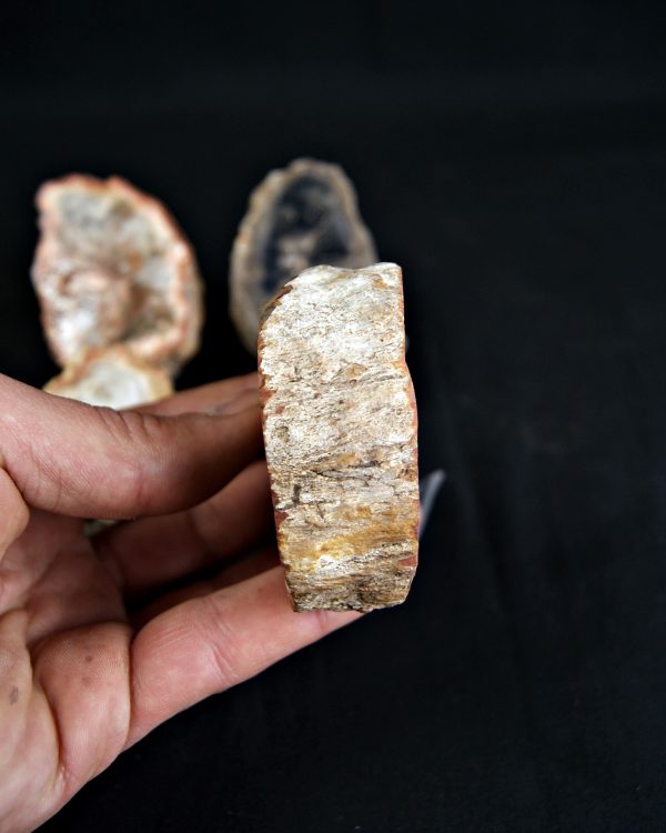 SONY DSC Colección de madera fósil (xilópalo)