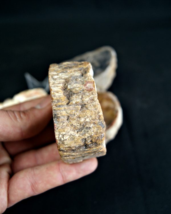 SONY DSC Colección de madera fósil (xilópalo)