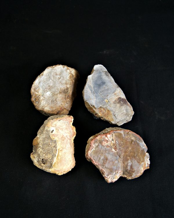 SONY DSC Colección de madera fósil (xilópalo)