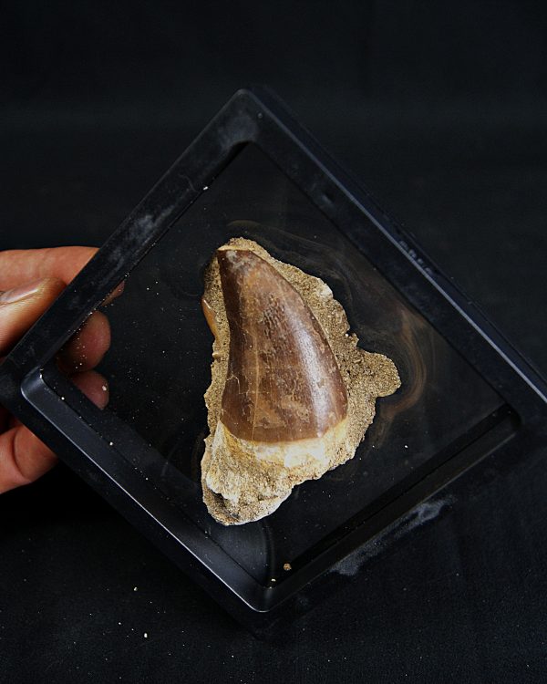 Mosasaurus hoffmanni