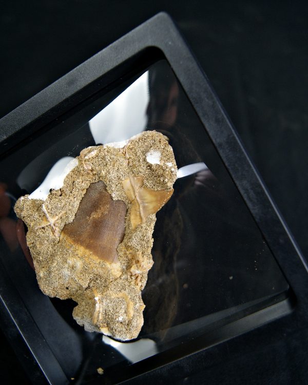 Mosasaurus hoffmanni