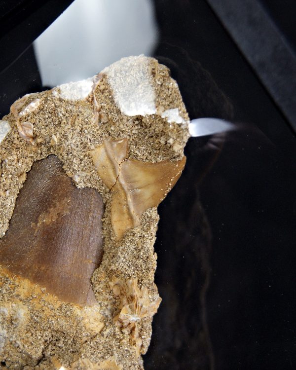 Mosasaurus hoffmanni