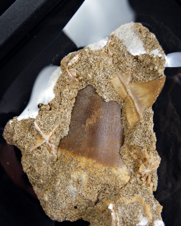 Mosasaurus hoffmanni