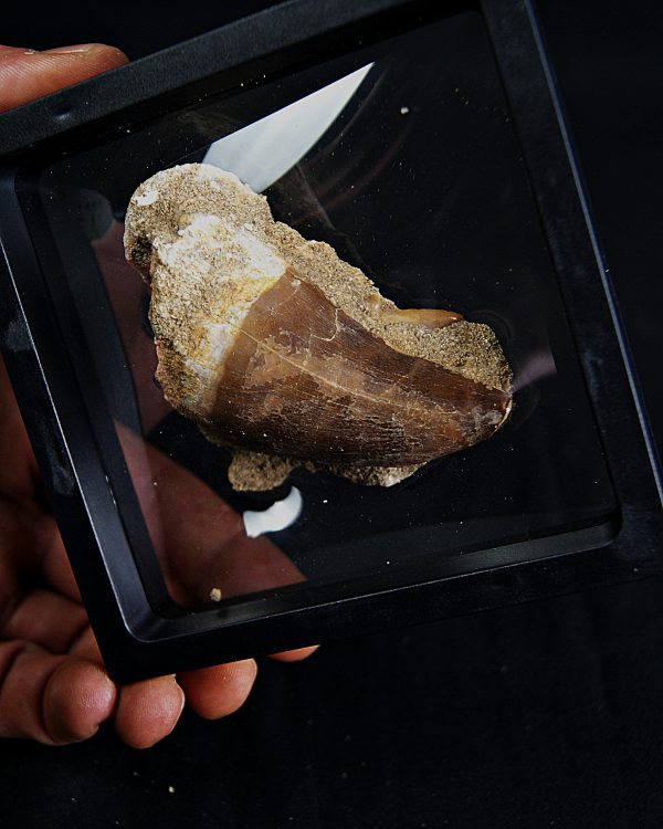 Mosasaurus hoffmanni