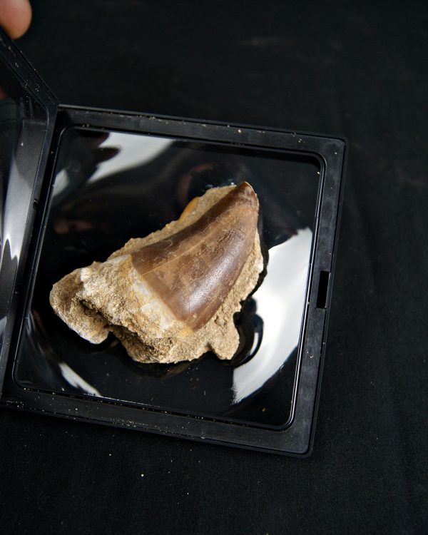 Mosasaurus hoffmanni