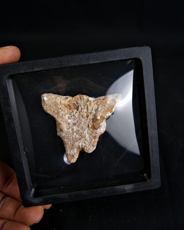 Hueso craneal dinosaurio ind.