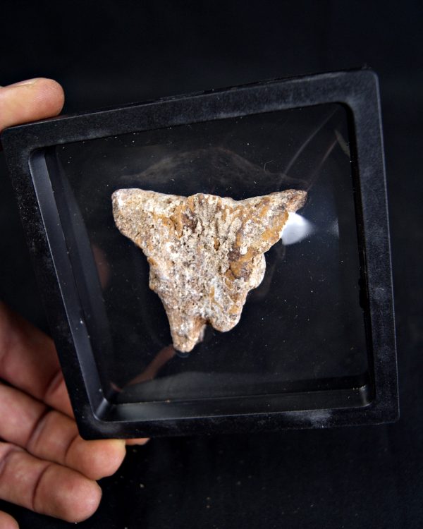 Hueso craneal dinosaurio ind.