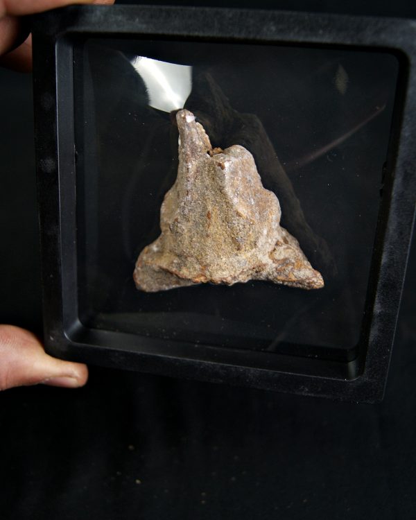 Hueso craneal dinosaurio ind.