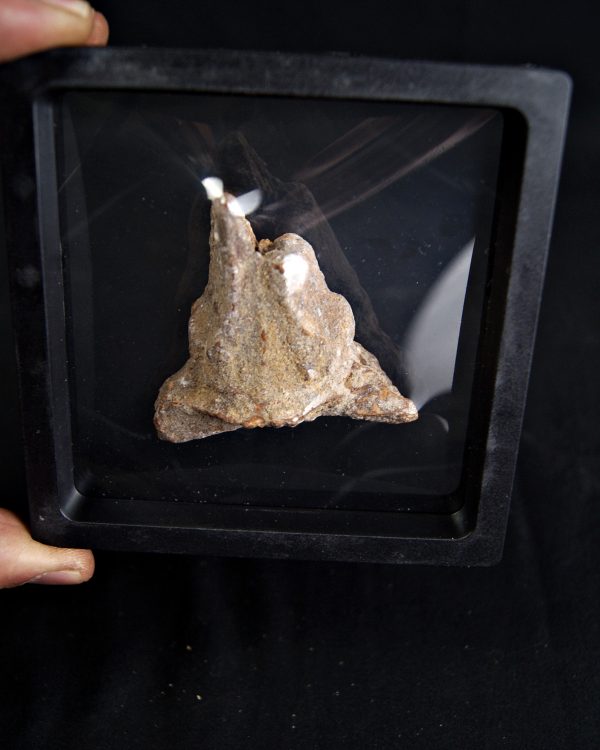 Hueso craneal dinosaurio ind.