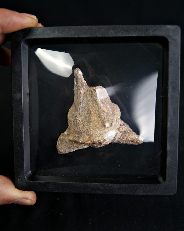 Hueso craneal dinosaurio ind.