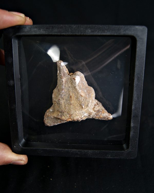 Hueso craneal dinosaurio ind.