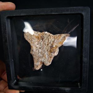 Hueso craneal dinosaurio ind.