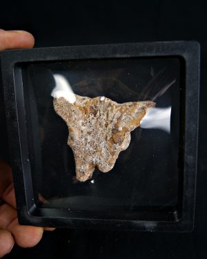 Hueso craneal dinosaurio ind.