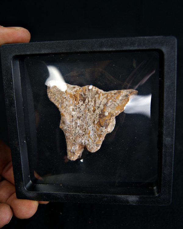 Hueso craneal dinosaurio ind.