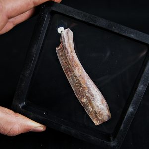 Hueso craneal de Mawsonia (celacanto)