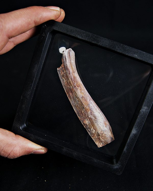 Hueso craneal de Mawsonia (celacanto)