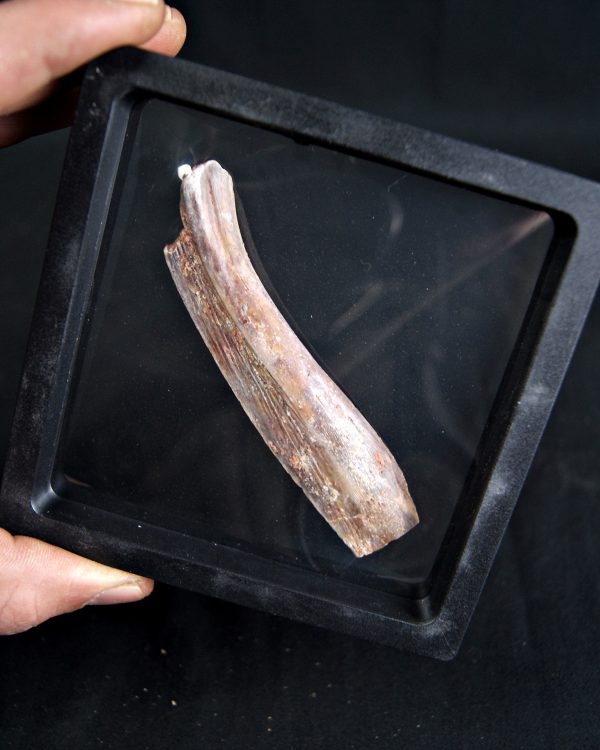 Hueso craneal de Mawsonia (celacanto)