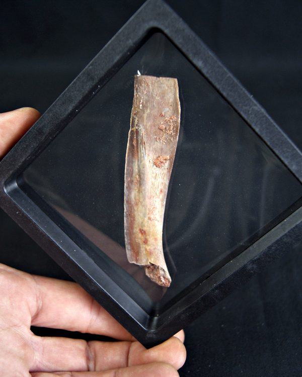 Hueso craneal de Mawsonia (celacanto)