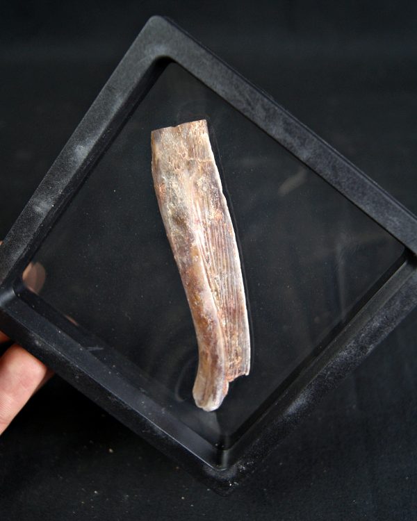 Hueso craneal de Mawsonia (celacanto)