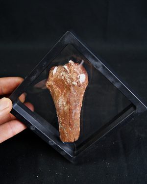 Metatarso de Dinosaurio Kem Kem