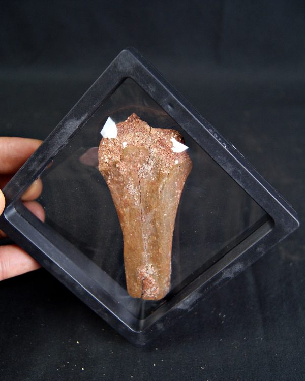 Metatarso de Dinosaurio Kem Kem