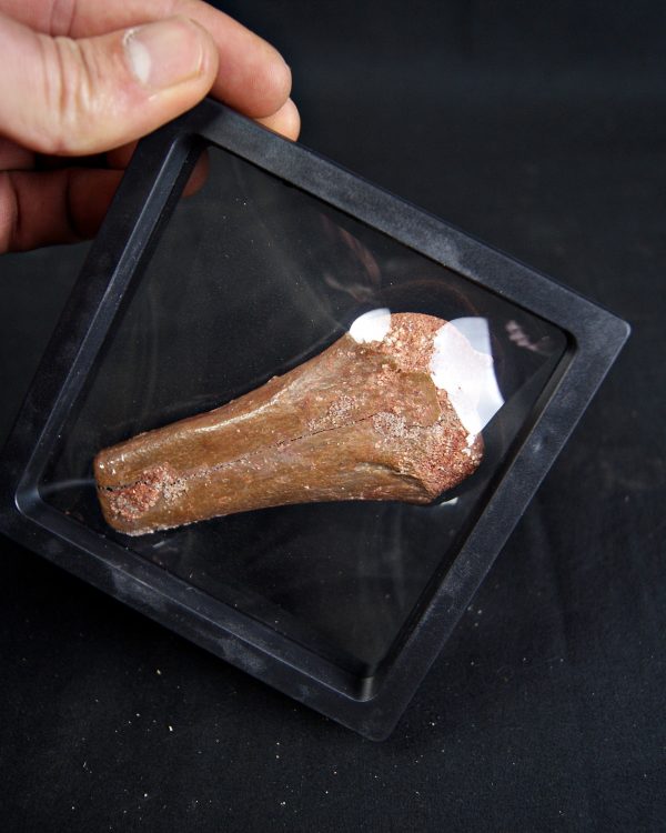 Metatarso de Dinosaurio Kem Kem