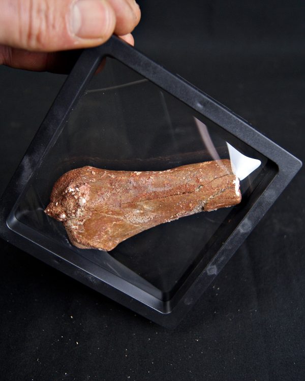 Metatarso de Dinosaurio Kem Kem