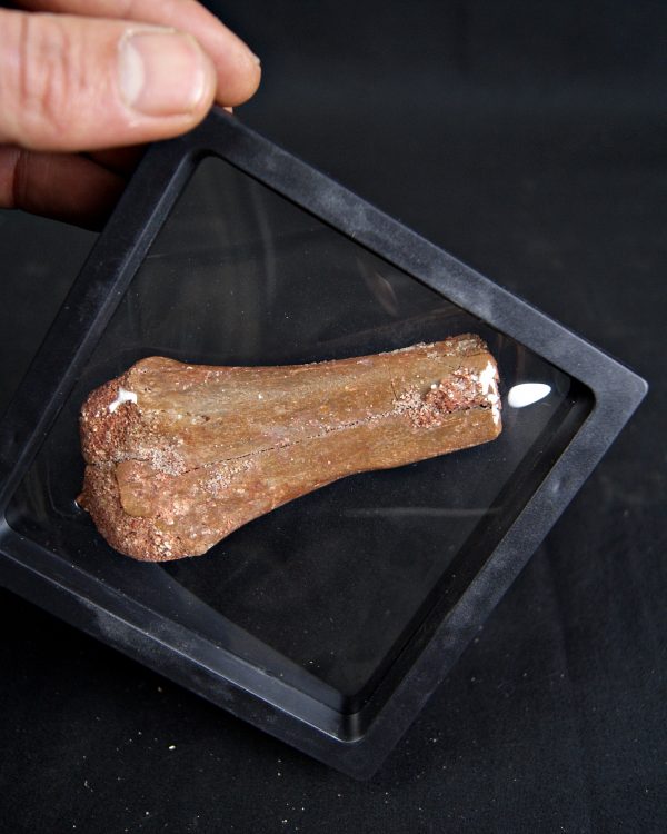 Metatarso de Dinosaurio Kem Kem