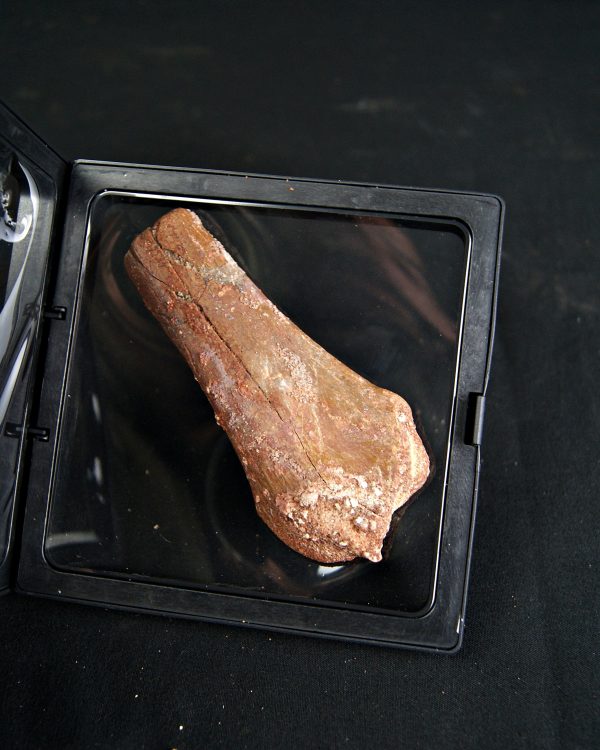 Metatarso de Dinosaurio Kem Kem