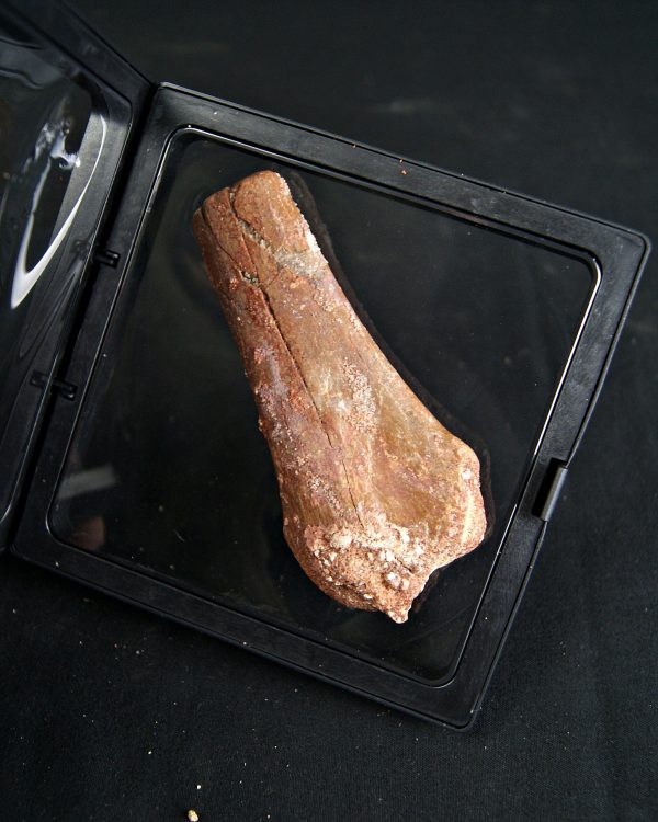 Metatarso de Dinosaurio Kem Kem