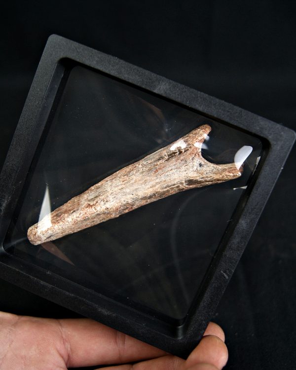 Vértebra de Spinosaurus