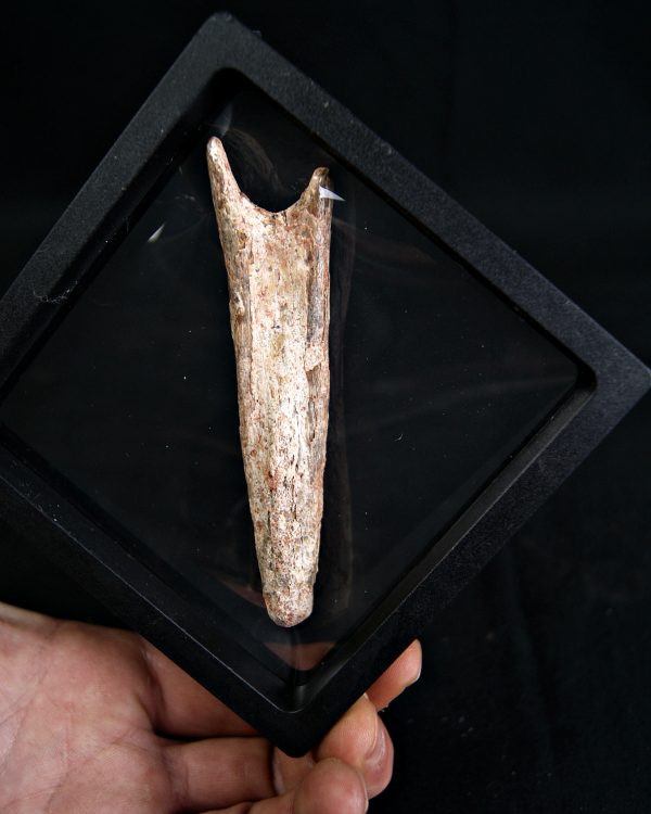 Vértebra de Spinosaurus