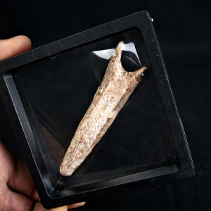 Vértebra de Spinosaurus