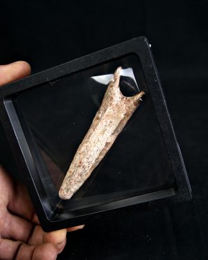 Vértebra de Spinosaurus