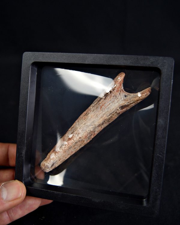 Vértebra de Spinosaurus