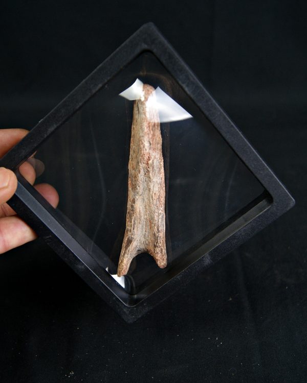 Vértebra de Spinosaurus