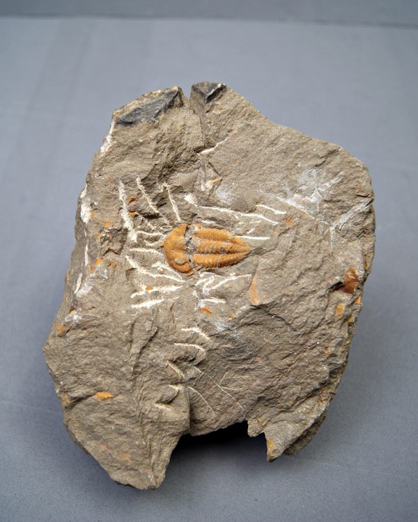 Trilobite Kingaspis extremadamente raro