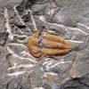 Trilobite Kingaspis extremadamente raro