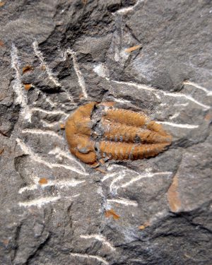 Trilobite Kingaspis extremadamente raro
