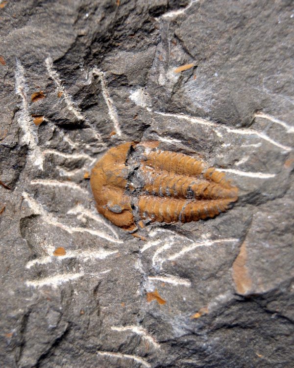 Trilobite Kingaspis extremadamente raro